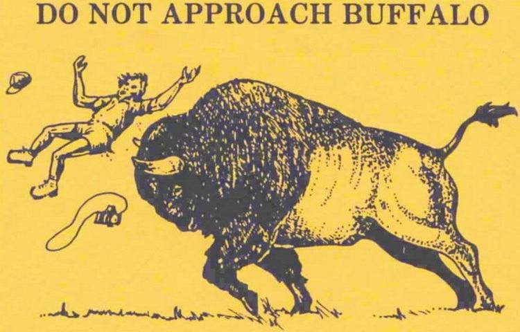 Bison tossing